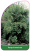 Fargesia murielae