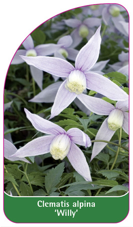 Clematis alpina 'Willy'