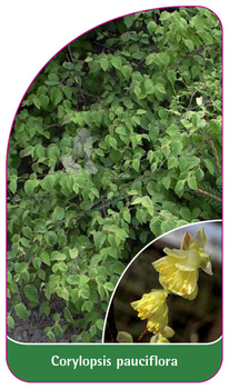 Corylopsis pauciflora