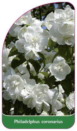 Philadelphus coronarius