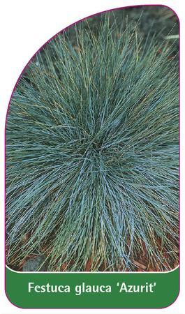 Festuca glauca 'Azurit'