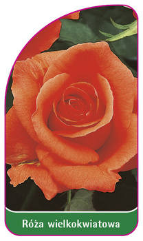 Róza wielkokwiatowa Nr. 206 A