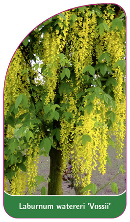 Laburnum watereri 'Vossii'