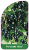Porzeczka 'Bona'