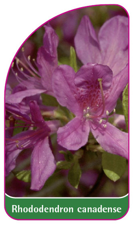 Rhododendron canadense