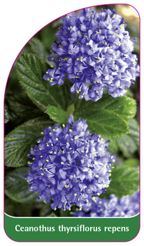 Ceanothus thyrsiflorus repens