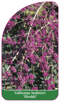 Callicarpa bodinieri 'Giraldii'