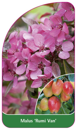 Malus 'Rumi Van'