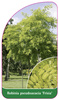 Robinia pseudoacacia 'Frisia'