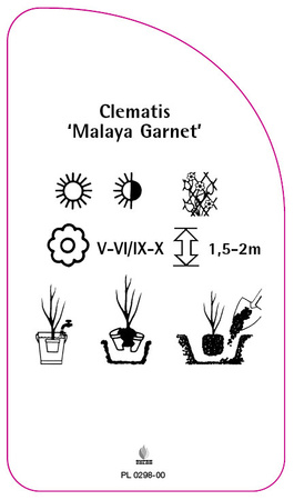 Clematis 'Malaya Garnet'