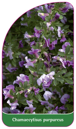 Chamaecytisus purpureus