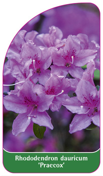 Rhododendron dauricum 'Praecox'