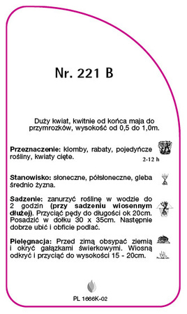 Róza wielkokwiatowa Nr. 221 B