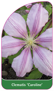 Clematis 'Caroline'