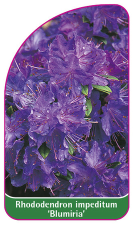 Rhododendron impeditum 'Blumiria'