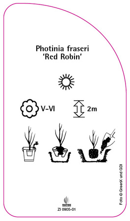 Photinia fraseri 'Red Robin'