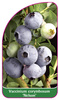 Vaccinium corymbosum 'Nelson'