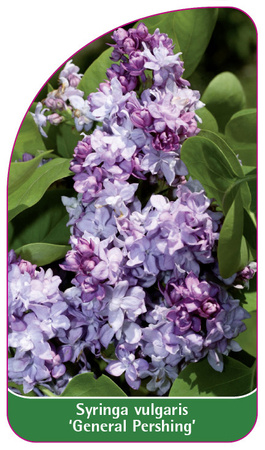 Syringa vulgaris 'General Pershing'