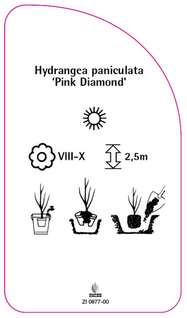 Hydrangea paniculata 'Pink Diamond'