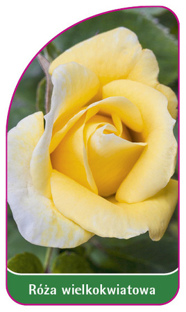 Róza wielkokwiatowa Nr. 241