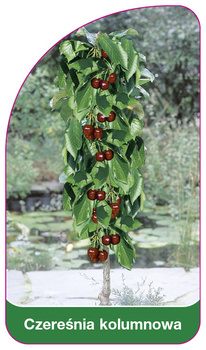 Czereśnia kolumnowa