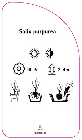 Salix purpurea