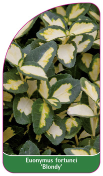 Euonymus fortunei 'Blondy'
