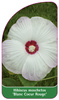 Hibiscus moschetos 'Blanc Coeur Rouge'