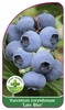 Vaccinium corymbosum 'Late Blue'