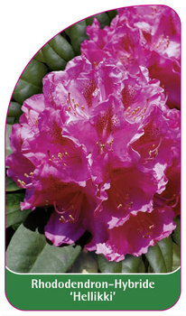 Rhododendron-Hybride 'Hellikki'