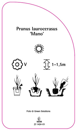 Prunus laurocerasus 'Mano'