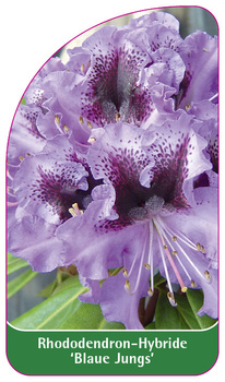Rhododendron-Hybride 'Blaue Jungs'