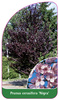 Prunus cerasifera 'Nigra'