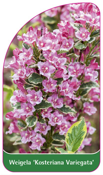 Weigela 'Kosteriana Variegata'