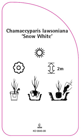 Chamaecyparis Iawsoniana 'Snow White'