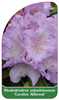Rhododendron yakushimanum 'Caroline Allbrook'