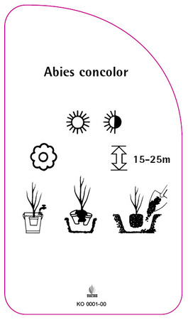 Abies concolor