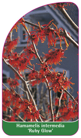 Hamamelis intermedia 'Ruby Glow'