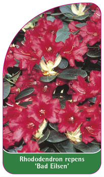 Rhododendron repens 'Bad Eilsen'