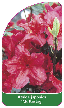 Azalea japonica 'Muttertag'