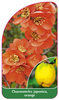Chaenomeles japonica, orange