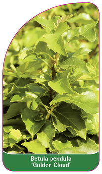 Betula pendula 'Golden Cloud'