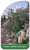 Clethra alnifolia 'Pink Spire'