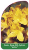 Azalea Knap-Hill-Hybride 'Volata'