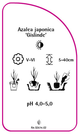 Azalea japonica 'Gislinde'