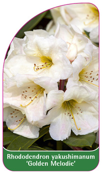 Rhododendron yakushimanum 'Golden Melodie'