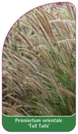 Pennisetum orientale 'Tall Tails'