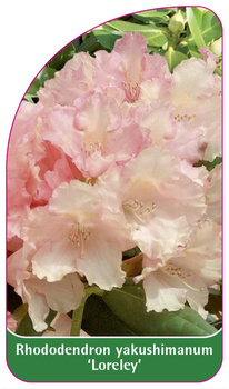 Rhododendron yakushimanum 'Loreley'