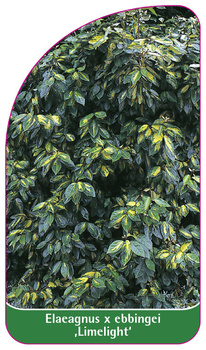 Elaeagnus x ebbingei 'Limelight'