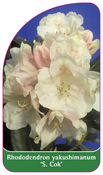 Rhododendron yakuschimanum 'S. Cok'